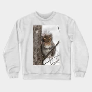 Large Grey Squirrel in a tree Crewneck Sweatshirt